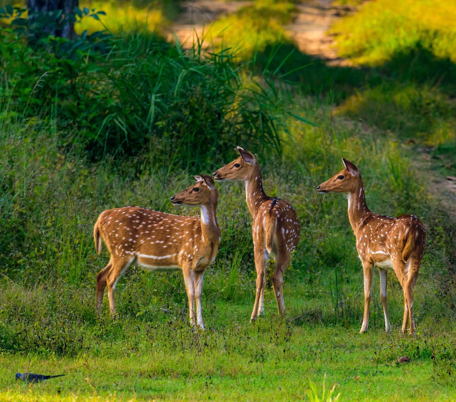 wildlifetour2